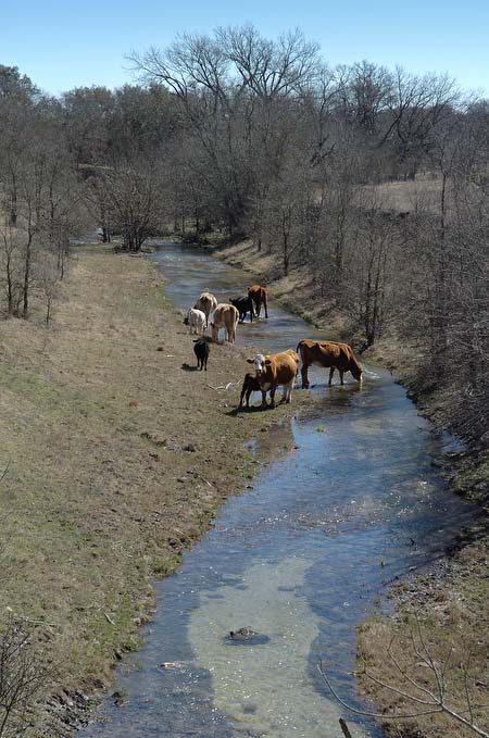 Cattle in a Creek