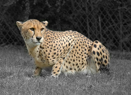 Cheetah