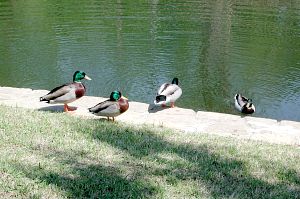 Follow the Leader