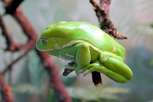 Green Frog