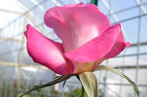 In the Greenhouse