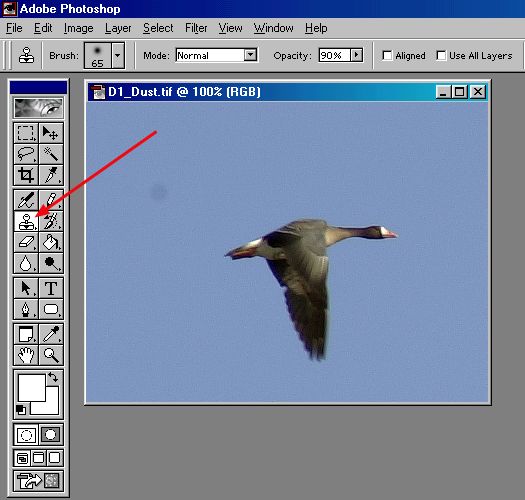 Canadian Goose: Selecting the Rubber Stamp tool