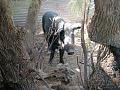 Wild Boar