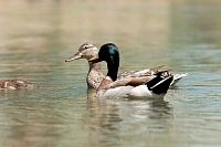 Mallards in the Park