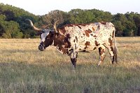 Texas Longhorn 2