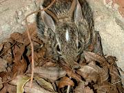 Baby Rabbit