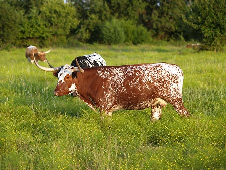 Texas Longhorns